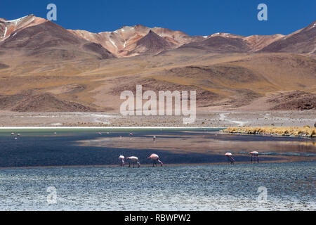 Hoch auf dem bolivianischen Altiplano das mineralische Reich Berge zeigen ihre Farben und Flamingos träge Feed in das giftige Wasser des Sees. Stockfoto