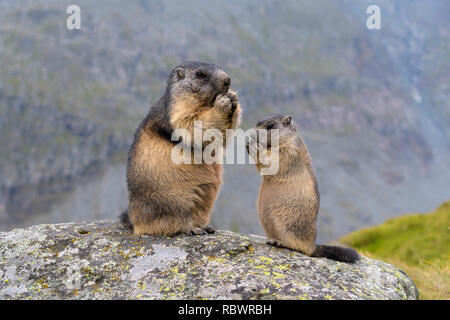 Alpine Marmot, Marmota marmota, Erwachsene mit Jungen, Nationalpark Hohe Tauern, Österreich Stockfoto