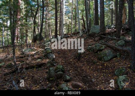 Abineau Trail ist ein steiler Aufstieg 1.800 Fuß über zwei Meilen auf den Hügeln von San Francisco Peaks durch Abineau Canyon. Der Weg trifft der Wasserlinie Trail an der Spitze, die zu tragen Kiefer Trail gefolgt werden kann dem trailhead zurückzukehren. Jedes Bein der Schleife ist rund zwei Kilometer lang, plus ein 0,4 Meter stecker Trail vom Trailhead zum Loop, insgesamt Rundwanderung von sieben Meilen. Die Schleife ist eine der fundamentalen Herbstwanderungen in der San Francisco Peaks. Espen entlang aller drei Beine der Schleife drehen, Gold, und fallende Blätter Teppich den Waldboden und die Nadelhölzer schmücken. Ein st Stockfoto