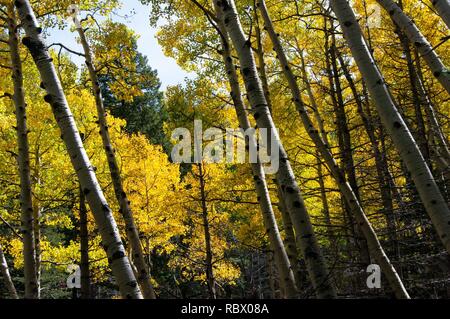 Abineau Trail ist ein steiler Aufstieg 1.800 Fuß über zwei Meilen auf den Hügeln von San Francisco Peaks durch Abineau Canyon. Der Weg trifft der Wasserlinie Trail an der Spitze, die zu tragen Kiefer Trail gefolgt werden kann dem trailhead zurückzukehren. Jedes Bein der Schleife ist rund zwei Kilometer lang, plus ein 0,4 Meter stecker Trail vom Trailhead zum Loop, insgesamt Rundwanderung von sieben Meilen. Die Schleife ist eine der fundamentalen Herbstwanderungen in der San Francisco Peaks. Espen entlang aller drei Beine der Schleife drehen, Gold, und fallende Blätter Teppich den Waldboden und die Nadelhölzer schmücken. Ein st Stockfoto