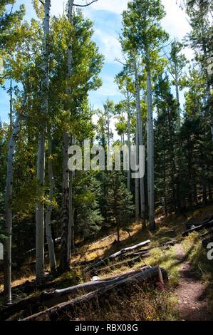 Abineau Trail ist ein steiler Aufstieg 1.800 Fuß über zwei Meilen auf den Hügeln von San Francisco Peaks durch Abineau Canyon. Der Weg trifft der Wasserlinie Trail an der Spitze, die zu tragen Kiefer Trail gefolgt werden kann dem trailhead zurückzukehren. Jedes Bein der Schleife ist rund zwei Kilometer lang, plus ein 0,4 Meter stecker Trail vom Trailhead zum Loop, insgesamt Rundwanderung von sieben Meilen. Die Schleife ist eine der fundamentalen Herbstwanderungen in der San Francisco Peaks. Espen entlang aller drei Beine der Schleife drehen, Gold, und fallende Blätter Teppich den Waldboden und die Nadelhölzer schmücken. Ein st Stockfoto