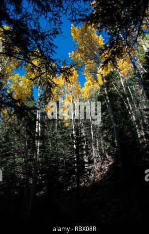 Abineau Trail ist ein steiler Aufstieg 1.800 Fuß über zwei Meilen auf den Hügeln von San Francisco Peaks durch Abineau Canyon. Der Weg trifft der Wasserlinie Trail an der Spitze, die zu tragen Kiefer Trail gefolgt werden kann dem trailhead zurückzukehren. Jedes Bein der Schleife ist rund zwei Kilometer lang, plus ein 0,4 Meter stecker Trail vom Trailhead zum Loop, insgesamt Rundwanderung von sieben Meilen. Die Schleife ist eine der fundamentalen Herbstwanderungen in der San Francisco Peaks. Espen entlang aller drei Beine der Schleife drehen, Gold, und fallende Blätter Teppich den Waldboden und die Nadelhölzer schmücken. Ein st Stockfoto