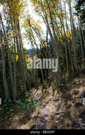 Abineau Trail ist ein steiler Aufstieg 1.800 Fuß über zwei Meilen auf den Hügeln von San Francisco Peaks durch Abineau Canyon. Der Weg trifft der Wasserlinie Trail an der Spitze, die zu tragen Kiefer Trail gefolgt werden kann dem trailhead zurückzukehren. Jedes Bein der Schleife ist rund zwei Kilometer lang, plus ein 0,4 Meter stecker Trail vom Trailhead zum Loop, insgesamt Rundwanderung von sieben Meilen. Die Schleife ist eine der fundamentalen Herbstwanderungen in der San Francisco Peaks. Espen entlang aller drei Beine der Schleife drehen, Gold, und fallende Blätter Teppich den Waldboden und die Nadelhölzer schmücken. Ein st Stockfoto