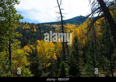 Abineau Trail ist ein steiler Aufstieg 1.800 Fuß über zwei Meilen auf den Hügeln von San Francisco Peaks durch Abineau Canyon. Der Weg trifft der Wasserlinie Trail an der Spitze, die zu tragen Kiefer Trail gefolgt werden kann dem trailhead zurückzukehren. Jedes Bein der Schleife ist rund zwei Kilometer lang, plus ein 0,4 Meter stecker Trail vom Trailhead zum Loop, insgesamt Rundwanderung von sieben Meilen. Die Schleife ist eine der fundamentalen Herbstwanderungen in der San Francisco Peaks. Espen entlang aller drei Beine der Schleife drehen, Gold, und fallende Blätter Teppich den Waldboden und die Nadelhölzer schmücken. Ein st Stockfoto