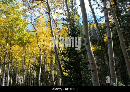 Abineau Trail ist ein steiler Aufstieg 1.800 Fuß über zwei Meilen auf den Hügeln von San Francisco Peaks durch Abineau Canyon. Der Weg trifft der Wasserlinie Trail an der Spitze, die zu tragen Kiefer Trail gefolgt werden kann dem trailhead zurückzukehren. Jedes Bein der Schleife ist rund zwei Kilometer lang, plus ein 0,4 Meter stecker Trail vom Trailhead zum Loop, insgesamt Rundwanderung von sieben Meilen. Die Schleife ist eine der fundamentalen Herbstwanderungen in der San Francisco Peaks. Espen entlang aller drei Beine der Schleife drehen, Gold, und fallende Blätter Teppich den Waldboden und die Nadelhölzer schmücken. Ein st Stockfoto