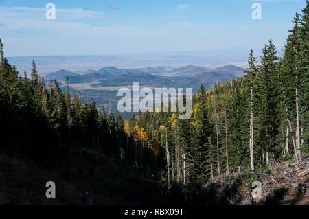 Abineau Trail ist ein steiler Aufstieg 1.800 Fuß über zwei Meilen auf den Hügeln von San Francisco Peaks durch Abineau Canyon. Der Weg trifft der Wasserlinie Trail an der Spitze, die zu tragen Kiefer Trail gefolgt werden kann dem trailhead zurückzukehren. Jedes Bein der Schleife ist rund zwei Kilometer lang, plus ein 0,4 Meter stecker Trail vom Trailhead zum Loop, insgesamt Rundwanderung von sieben Meilen. Die Schleife ist eine der fundamentalen Herbstwanderungen in der San Francisco Peaks. Espen entlang aller drei Beine der Schleife drehen, Gold, und fallende Blätter Teppich den Waldboden und die Nadelhölzer schmücken. Ein st Stockfoto