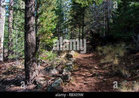 Abineau Trail ist ein steiler Aufstieg 1.800 Fuß über zwei Meilen auf den Hügeln von San Francisco Peaks durch Abineau Canyon. Der Weg trifft der Wasserlinie Trail an der Spitze, die zu tragen Kiefer Trail gefolgt werden kann dem trailhead zurückzukehren. Jedes Bein der Schleife ist rund zwei Kilometer lang, plus ein 0,4 Meter stecker Trail vom Trailhead zum Loop, insgesamt Rundwanderung von sieben Meilen. Die Schleife ist eine der fundamentalen Herbstwanderungen in der San Francisco Peaks. Espen entlang aller drei Beine der Schleife drehen, Gold, und fallende Blätter Teppich den Waldboden und die Nadelhölzer schmücken. Ein st Stockfoto