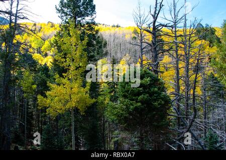 Abineau Trail ist ein steiler Aufstieg 1.800 Fuß über zwei Meilen auf den Hügeln von San Francisco Peaks durch Abineau Canyon. Der Weg trifft der Wasserlinie Trail an der Spitze, die zu tragen Kiefer Trail gefolgt werden kann dem trailhead zurückzukehren. Jedes Bein der Schleife ist rund zwei Kilometer lang, plus ein 0,4 Meter stecker Trail vom Trailhead zum Loop, insgesamt Rundwanderung von sieben Meilen. Die Schleife ist eine der fundamentalen Herbstwanderungen in der San Francisco Peaks. Espen entlang aller drei Beine der Schleife drehen, Gold, und fallende Blätter Teppich den Waldboden und die Nadelhölzer schmücken. Ein st Stockfoto