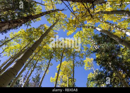 Herbst Farbe September 25, 2016 Abineau Trail entlang. Geringere Erhöhungen der Trail sind meist grün mit einigen Patches von Gold. Abineau Trail ist ein steiler Aufstieg 1.800 Fuß über zwei Meilen auf den Hügeln von San Francisco Peaks durch Abineau Canyon. Der Weg trifft der Wasserlinie Trail an der Spitze, die zu tragen Kiefer Trail gefolgt werden kann dem trailhead zurückzukehren. Jedes Bein der Schleife ist ca. 2 km lang, 0,4 km Steckverbinder Trail vom Trailhead zum Loop, eine Rundwanderung von ca. 7 Meilen. Die Schleife ist eine der fundamentalen Herbstwanderungen in der Stockfoto