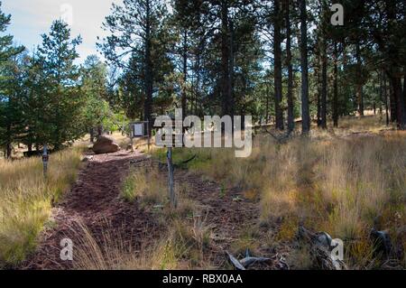 Abineau Trail ist ein steiler Aufstieg 1.800 Fuß über zwei Meilen auf den Hügeln von San Francisco Peaks durch Abineau Canyon. Der Weg trifft der Wasserlinie Trail an der Spitze, die zu tragen Kiefer Trail gefolgt werden kann dem trailhead zurückzukehren. Jedes Bein der Schleife ist rund zwei Kilometer lang, plus ein 0,4 Meter stecker Trail vom Trailhead zum Loop, insgesamt Rundwanderung von sieben Meilen. Die Schleife ist eine der fundamentalen Herbstwanderungen in der San Francisco Peaks. Espen entlang aller drei Beine der Schleife drehen, Gold, und fallende Blätter Teppich den Waldboden und die Nadelhölzer schmücken. Ein st Stockfoto