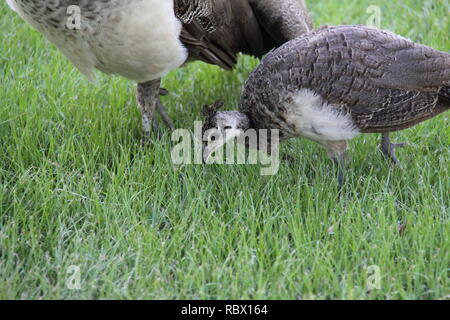 Peacock Küken (Grus japonensis) Nahrungssuche neben Mutter Peahen Stockfoto