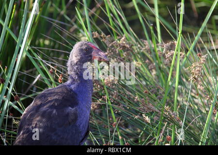 Australasian Purple Swamp Hen (porphyrio Melanotus) im Sonnenlicht zwischen Schilf in Feuchtgebieten Stockfoto