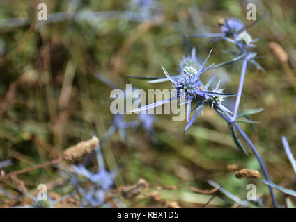 Blue thorn Blume. spiky Blume Stockfoto