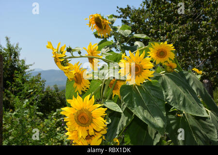 Sonnenblumen im Garten. Nahaufnahme von Sonnenblumen Köpfe Stockfoto