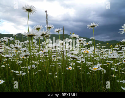 Blüte der Gänseblümchen. Weißen gänseblümchen Nahaufnahme Kamille. White Daisy Flowers. Gänseblümchen auf einer Wiese Stockfoto