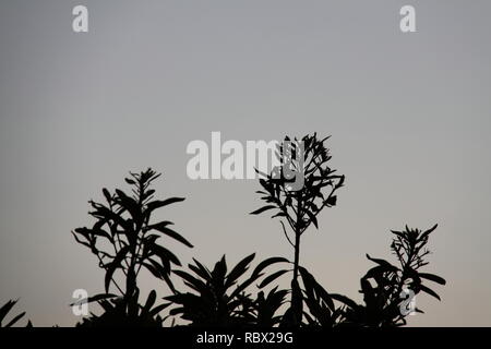 (Nerium oleander) am Abend Stockfoto