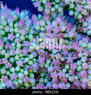 Kunst Stillleben surrealistischen bunte Makro der sich entwickelnden Knospen von mauerpfeffer Werk in Malerei Stil Stockfoto