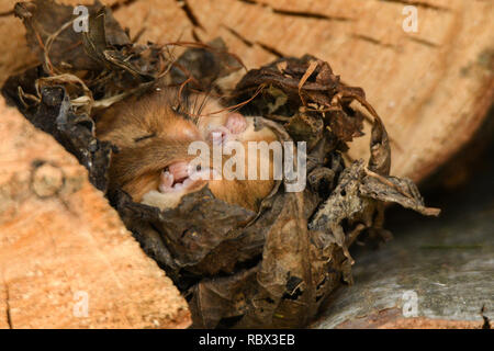 Haselmaus/Muscardinus avellanarius Stockfoto