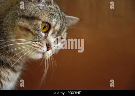 Der Chef des Britischen glatten Haaren gestreifte Katze auf einem braunen Hintergrund Stockfoto