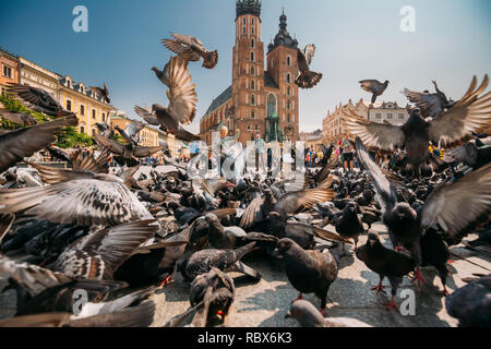 Krakau, Polen - 28. August 2018: Junge spielt mit Tauben Vögel in der Nähe von St. Mary's Basilica. Tauben nehmen - Fliegen in der Nähe von Frauenkirche in Stockfoto