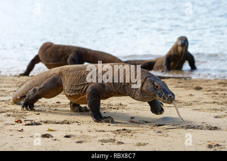 Close-up mit drei Komodo Warane (Varanus komodoensis) am Strand, das vordere Tier ist die Definition von Image und ist in Bewegung - Ort: Indonesien, Komo Stockfoto