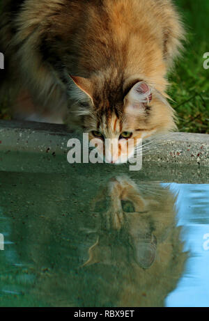 Wunderschöne Norwegische Waldkatze Frau auf einen Pool versuchen, Wasser zu trinken. Stockfoto