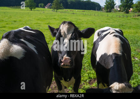 Schwarze und weiße friesische Kühe auf einer Wiese Stockfoto