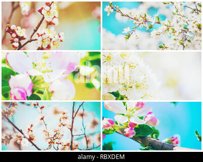 Frühjahr blühenden Bäume. Collage. Selektive konzentrieren. Natur. Stockfoto