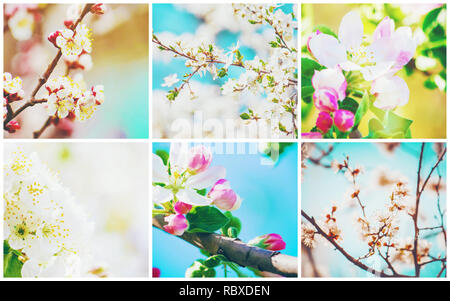 Frühjahr blühenden Bäume. Collage. Selektive konzentrieren. Natur. Stockfoto