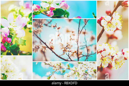 Frühjahr blühenden Bäume. Collage. Selektive konzentrieren. Natur. Stockfoto