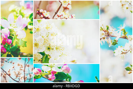 Frühjahr blühenden Bäume. Collage. Selektive konzentrieren. Natur. Stockfoto