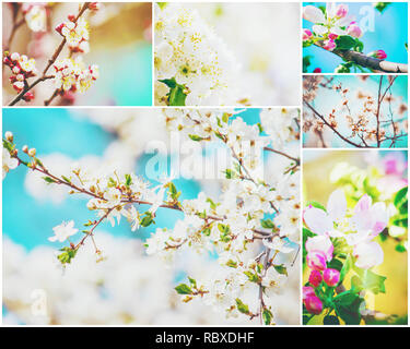 Frühjahr blühenden Bäume. Collage. Selektive konzentrieren. Natur. Stockfoto