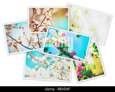 Frühjahr blühenden Bäume. Collage. Selektive konzentrieren. Natur. Stockfoto