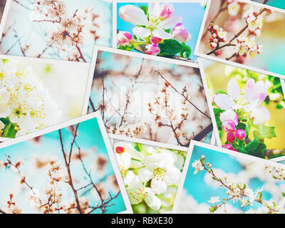 Frühjahr blühenden Bäume. Collage. Selektive konzentrieren. Natur. Stockfoto