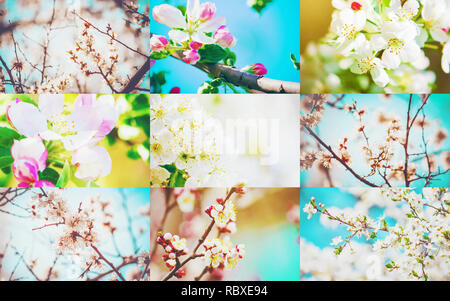 Frühjahr blühenden Bäume. Collage. Selektive konzentrieren. Natur. Stockfoto