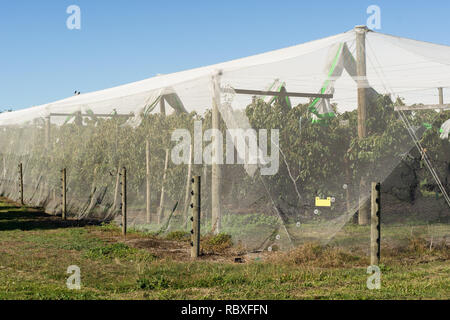 Ein Apple Orchard durch Anti bird Netting Vögel schädlichen Obstbäume in Havelock North Neuseeland zu stoppen geschützt Stockfoto