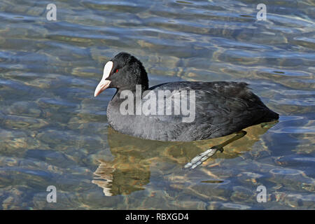 Gemeinsame Blässhuhn schwimmt im See, winter Stockfoto