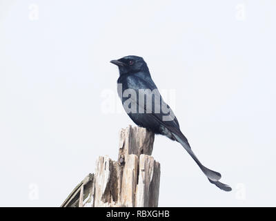 Schwarz drongo, Dicrurus macrocercus, Vogel auf Zweig, Taiwan, Januar 2019 Stockfoto