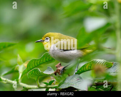 Japanische weiß - Auge, Convolvulus japonicus, Vogel auf Zweig, Taiwan, Januar 2019 Stockfoto