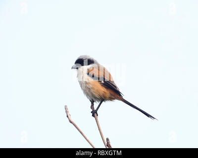 Long-tailed shrike, Lanius Helvetica, Vogel auf Zweig, Taiwan, Januar 2019 Stockfoto