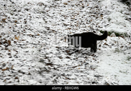 WINTER - Schweden, Pflanze, photosynthetischen Eukaryonten, World, Stockfoto