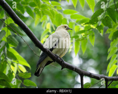 Pied imperial Pigeon, Ducula bicolor, Vogel auf Zweig, Taiwan, Januar 2019 Stockfoto