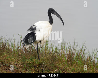 Heiliger Ibis, Threskiornis aethiopicus, Single Vogel durch Wasser, Taiwan, Januar 2019 Stockfoto