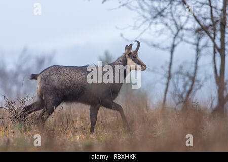 Alpine Gemsen im Wald Stockfoto