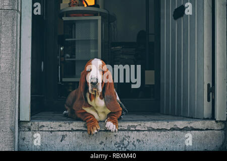 Basset Hound sitzt in der Tür Stockfoto