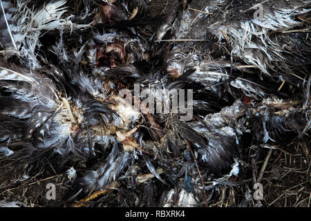 Überreste einer toten Vogel und von einem anderen Tier in einem Wald gegessen Stockfoto