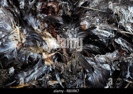 Überreste einer toten Vogel und von einem anderen Tier in einem Wald gegessen Stockfoto