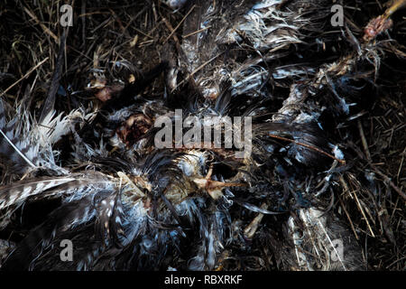 Überreste einer toten Vogel und von einem anderen Tier in einem Wald gegessen Stockfoto