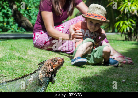 Ein nettes Foto von Mutter und Sohn beobachten eine schöne und grosse Exemplare der grüne Leguan. Jaco, Costa Rica Stockfoto