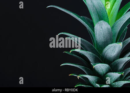 Grüne wachsen Ananas top Krone auf schwarzen Hintergrund mit Kopie Raum Stockfoto